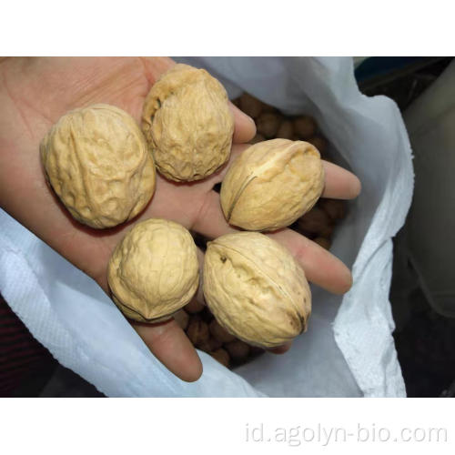 Crop 185 Walnut dalam cangkang baru untuk dijual